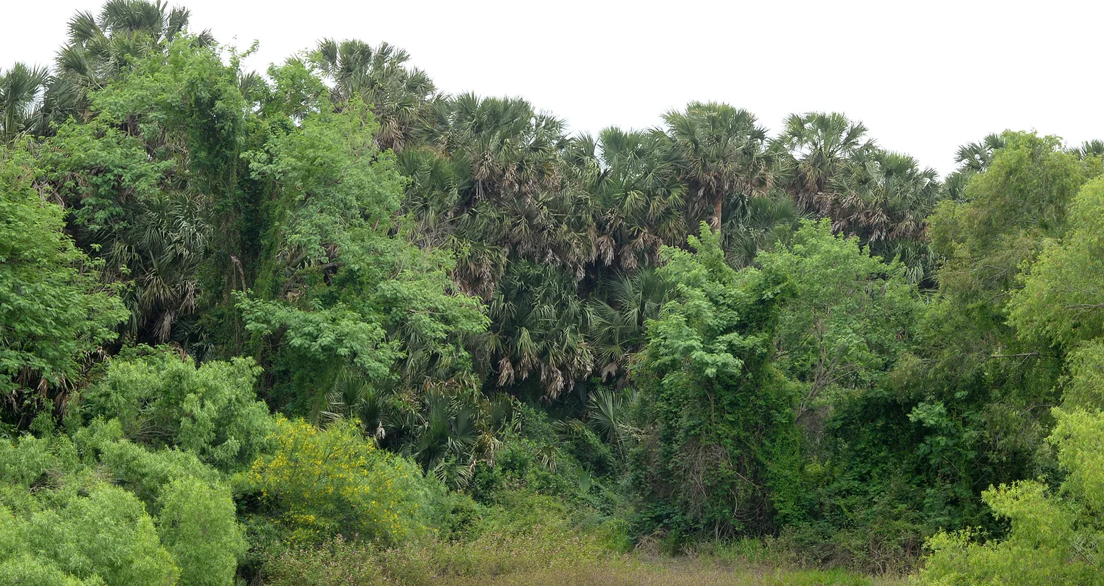 Sabal palms in the Rio Grande Valley, Cameron County